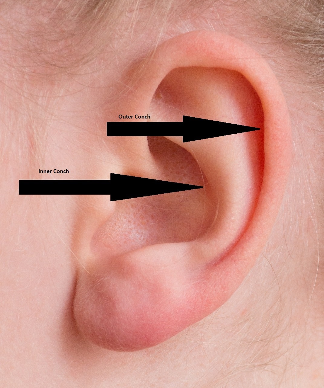 Silver Daith Conch Snug Huggie Hoop Earring Body Jewelry Helix Cartilage  Tragus Nose Ring Double Rows Zircon Ear Stud Ear Piercing Diamond Earrings  Shiny Zircon Ear Buckle - Walmart.com
